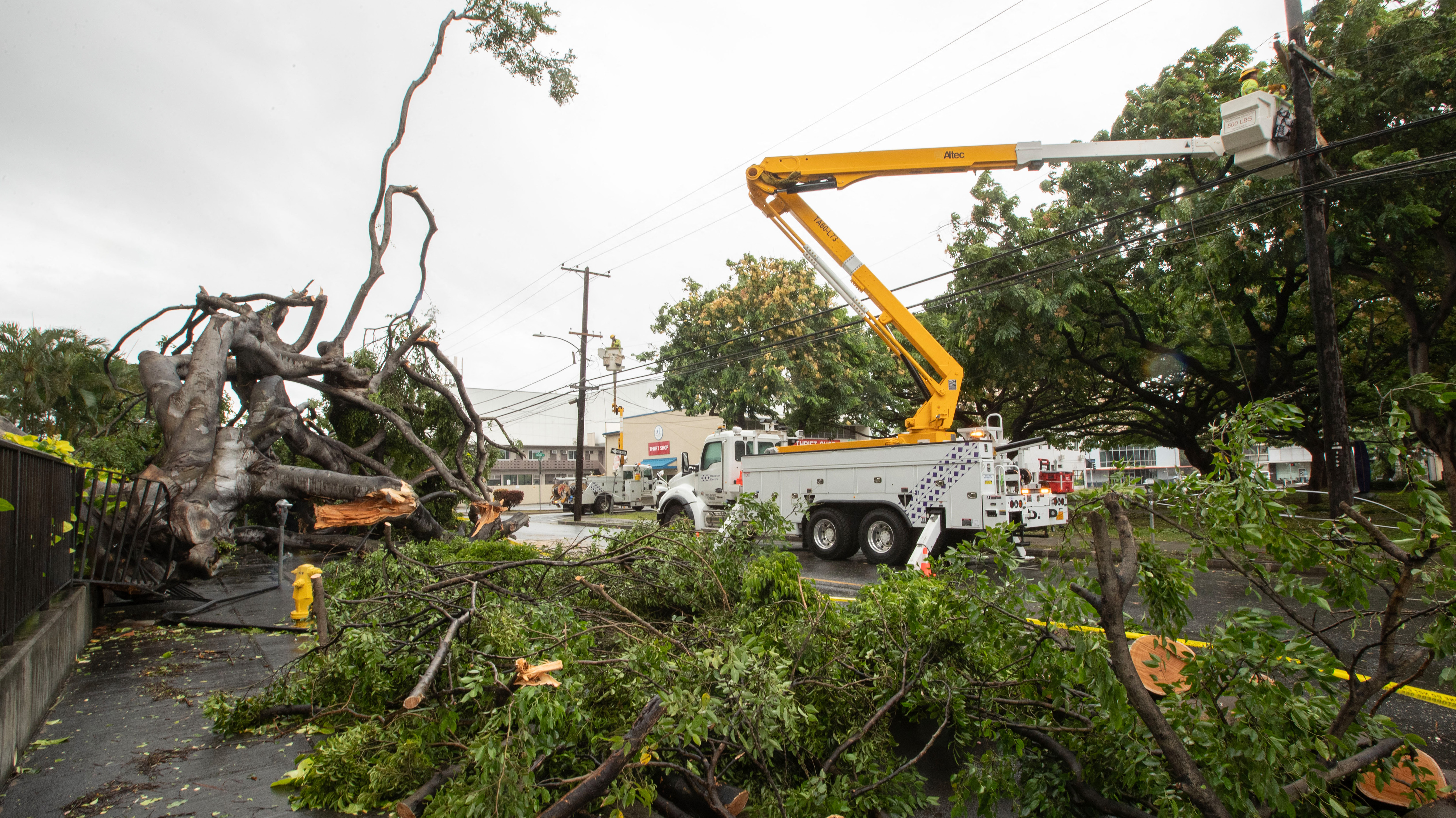 Work crews from the Hawaiian Electric Company repair power lines next to a large fallen tree in the McCully district of Honolu, Hawaii, on August 16, 2026. 